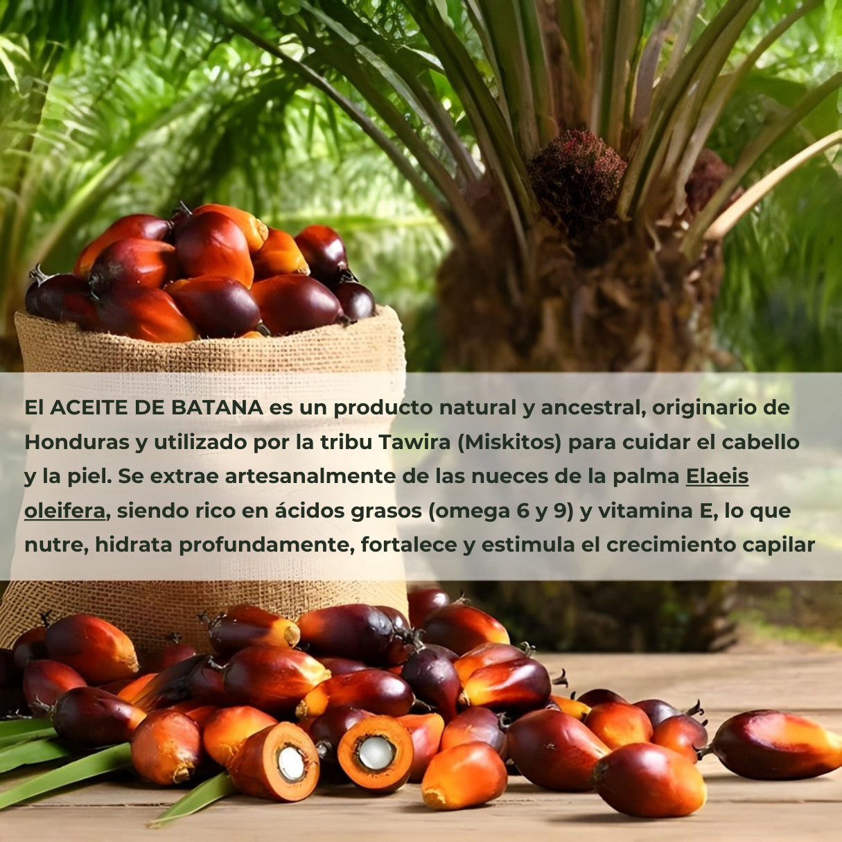 Aceite de Batana Raíz Viva - Combate la caída desde la raíz